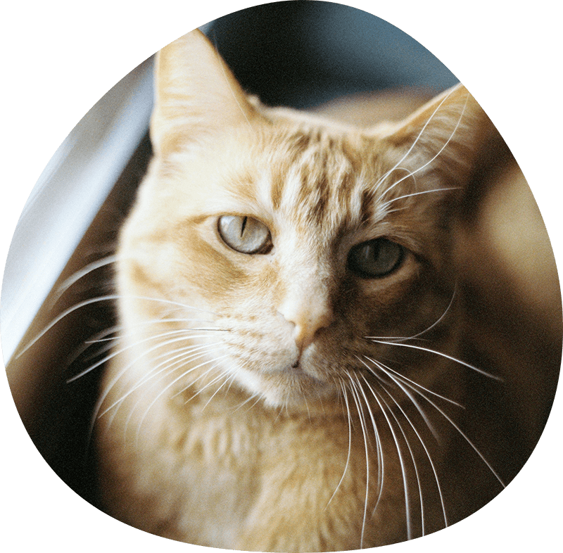 ginger cat cremation urns cat pet urns handmade