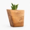 California Sycamore Keepsake Plant Urn CC Boyce Studio Californian Sycamore Plant Urn Cremation Urns for Ashes Urn Studios Handmade Wooden Planturn US
