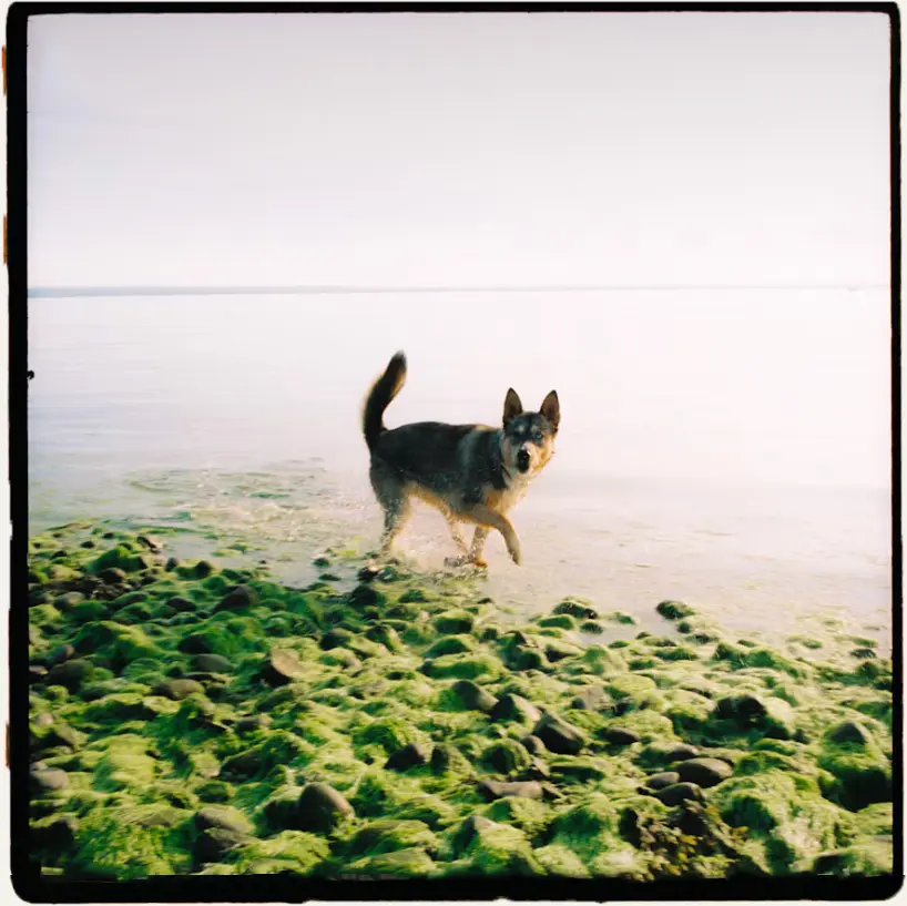 Handmade Pet Urns UK Urn Studios Husky Film Photography